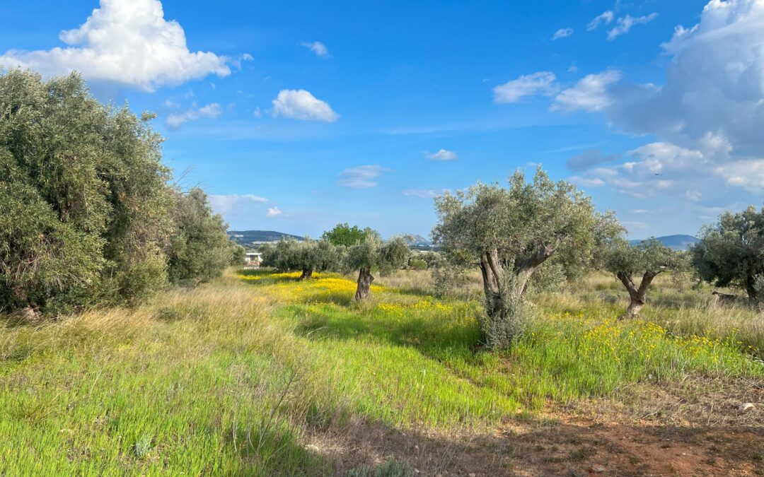 Von Wiener Neustadt nach Athen
