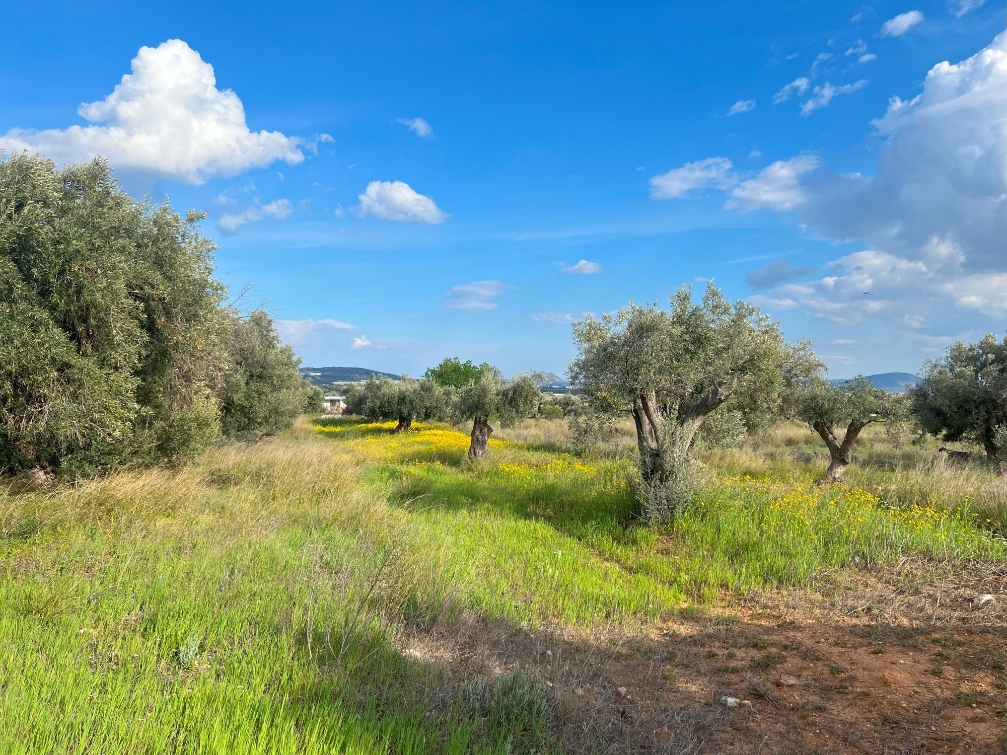 Von Wiener Neustadt nach Athen